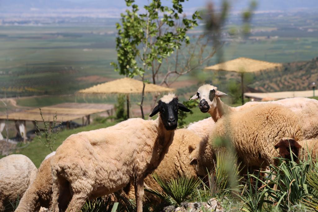 Dar El Mandar - Ferme & Table D'Hote Berbere Bhalil 외부 사진